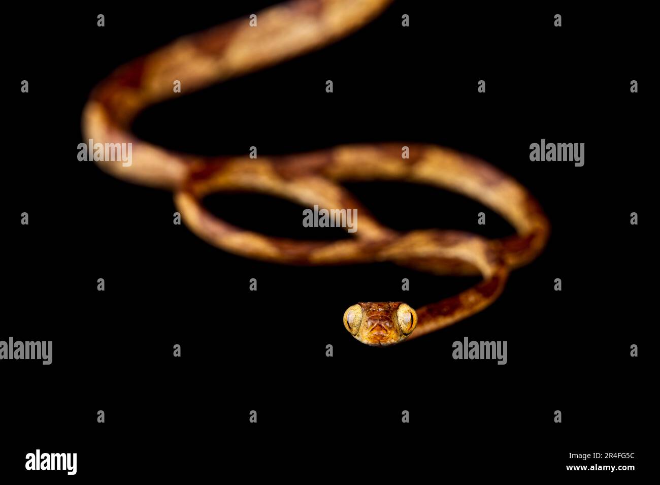 Amazon basin tree snake (Imantodes lantiferus