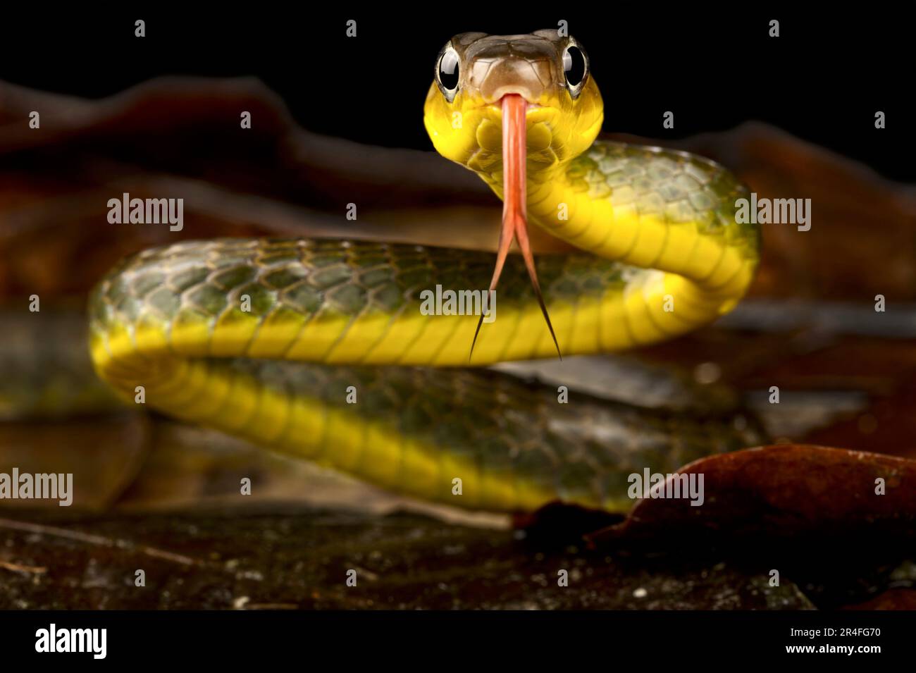 Amazonian Whip snake (Chironius exoletus) Stock Photo
