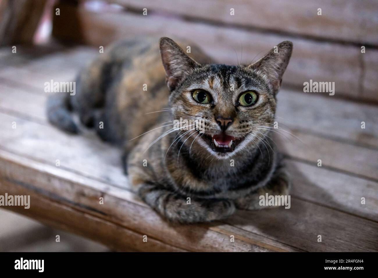 Cat on the bench, looking at the camera. soft focus with blur ...