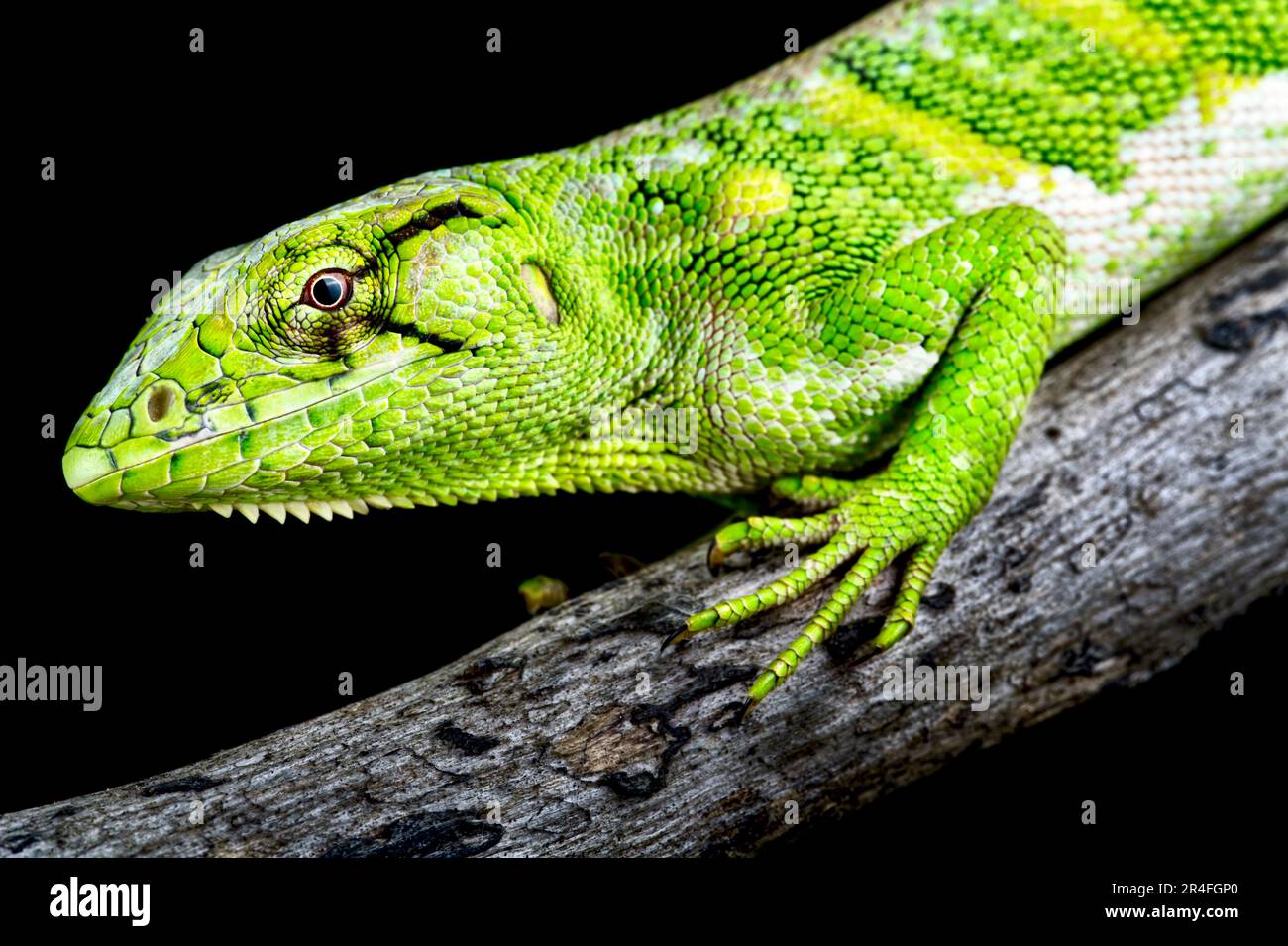 Monkey lizard (Polychrus marmoratus Stock Photo Alamy