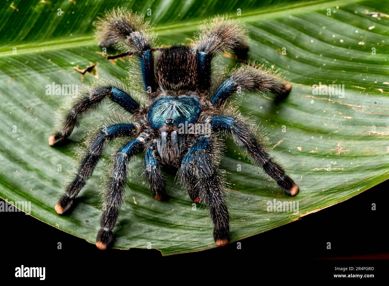 Juvenile Pink Toe Tarantula (Avicularia Avicularia),, 49 OFF