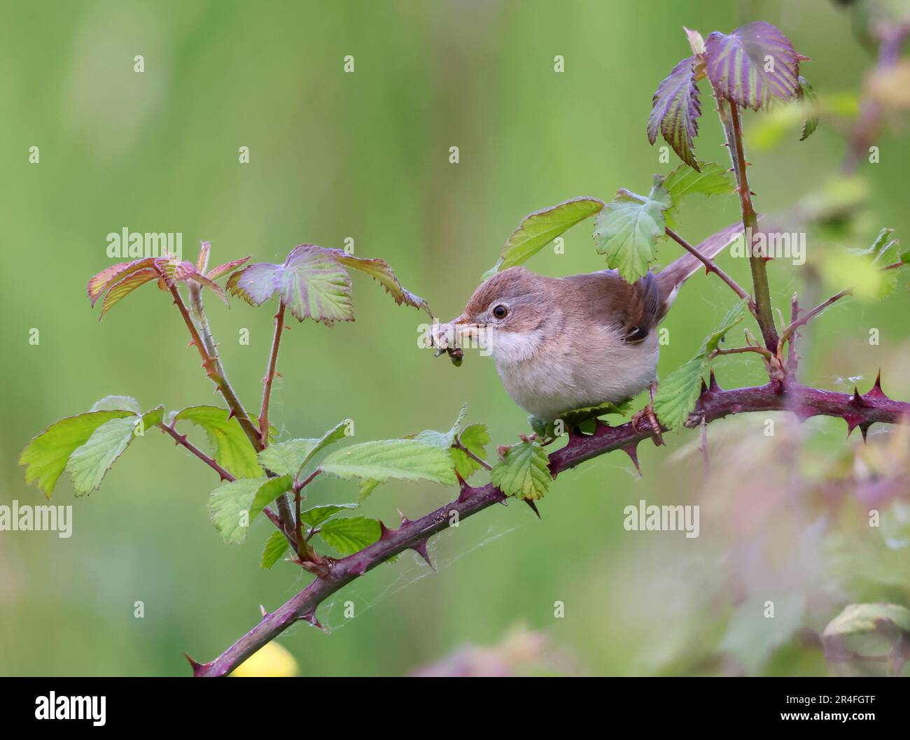 A Common Whitethroat bringing in food for its young in the Cotswold ...