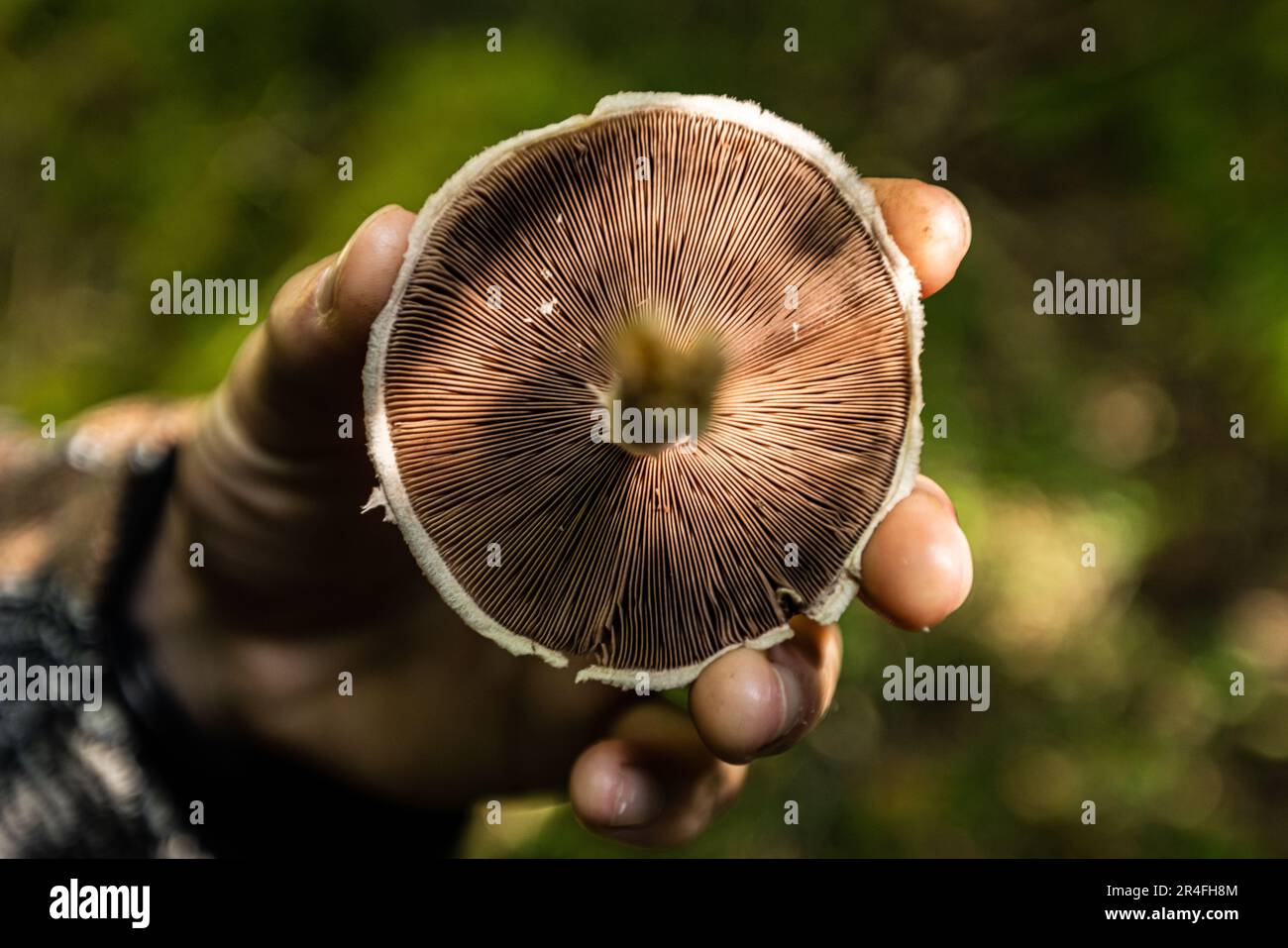 A close-up of a human hand holding the underside of a mushroom Stock Photo