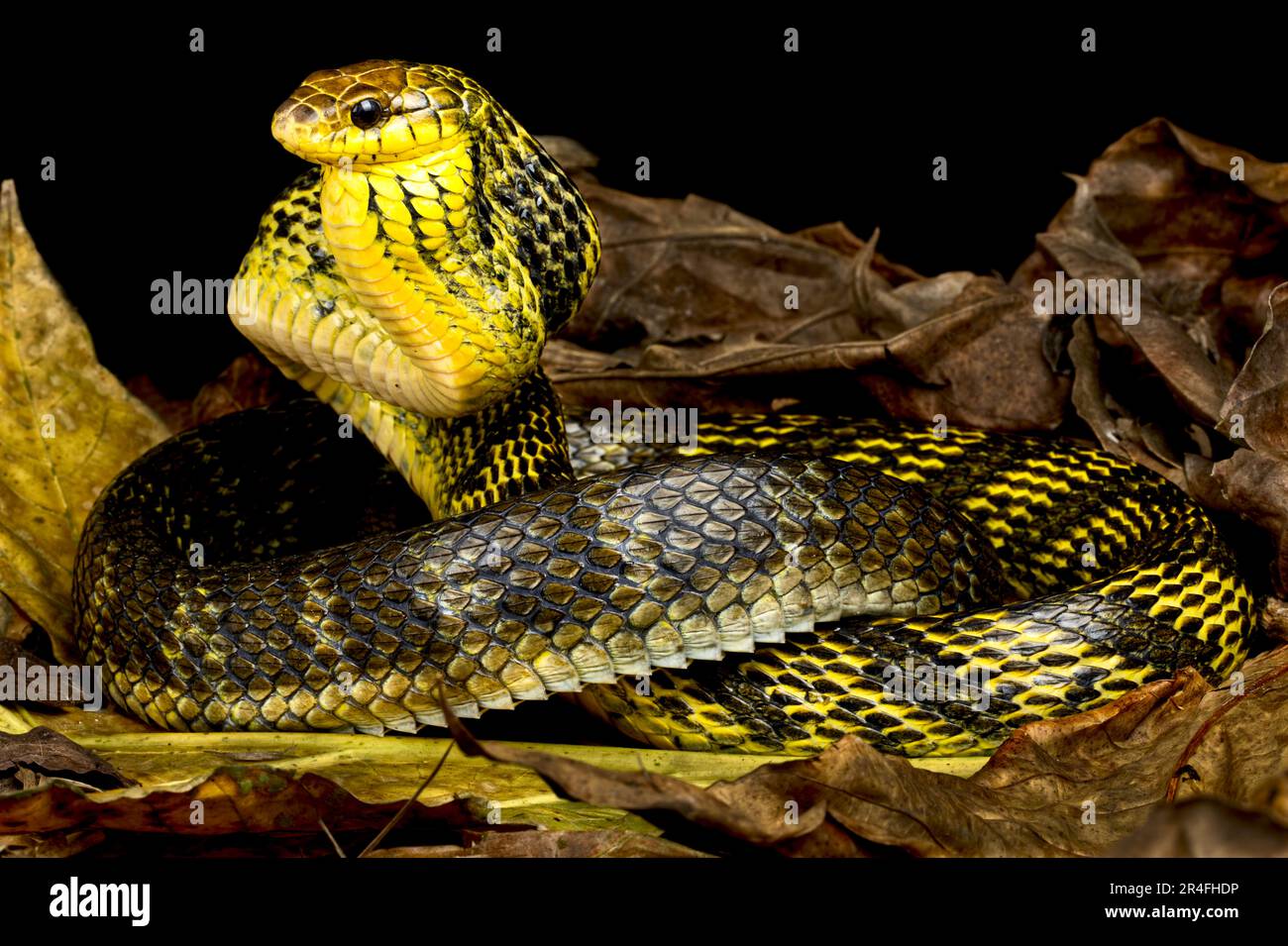 Yellow-bellied puffing snake (Pseustes sulphureus) Stock Photo