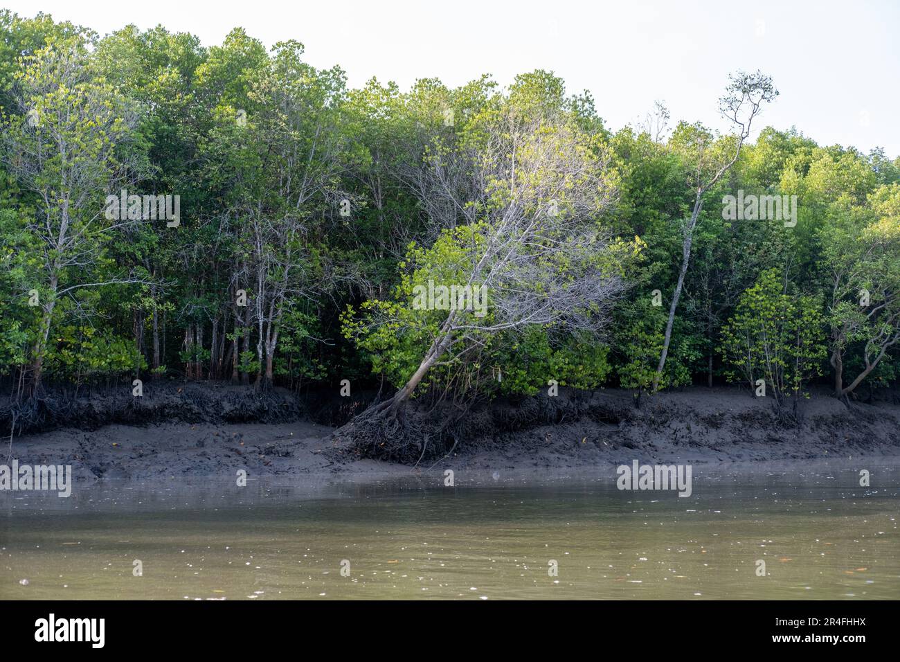 Mangrove forest, including trees and shrubs that grow in saline coastal habitats in the tropics and subtropics Stock Photo