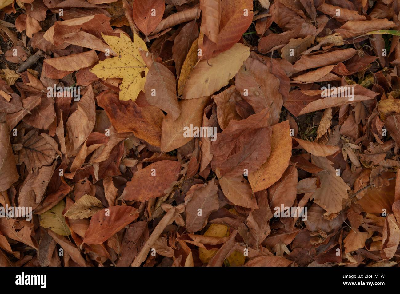 Carpet of yellow linden leaves hi-res stock photography and images - Alamy