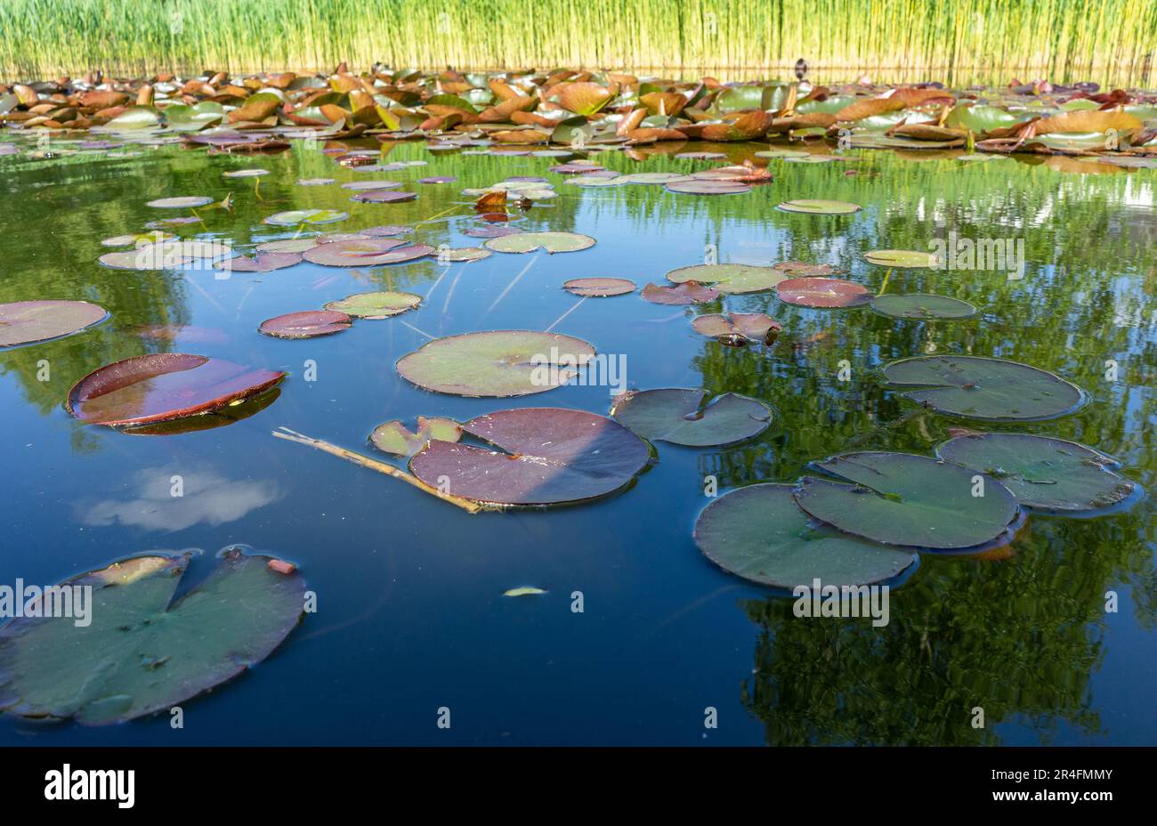 water lily in the pond Stock Photo - Alamy