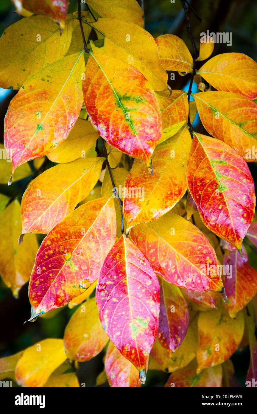 Autumn colours displayed on the leaves of a crepe myrtle tree ...