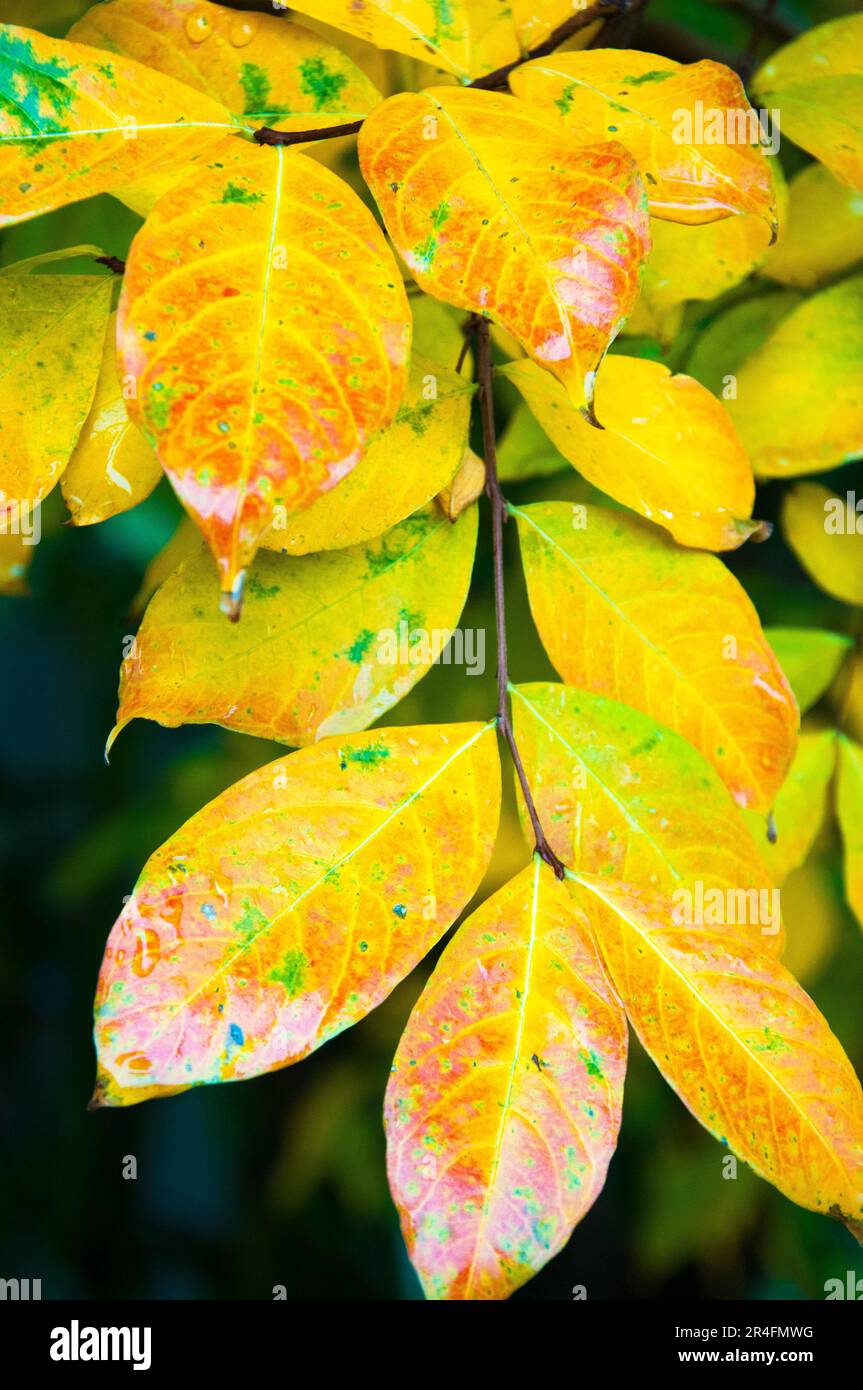 Autumn colours displayed on the leaves of a crepe myrtle tree ...