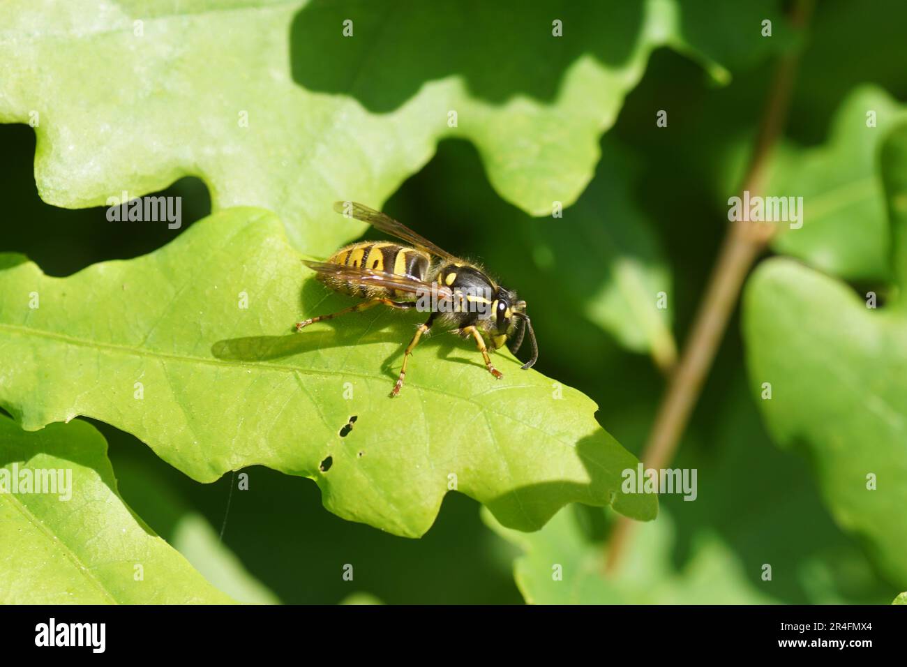 Queen of a common wasp (Vespula vulgaris) of the family Vespidae in spring on young oak leaves. Dutch garden. Stock Photo