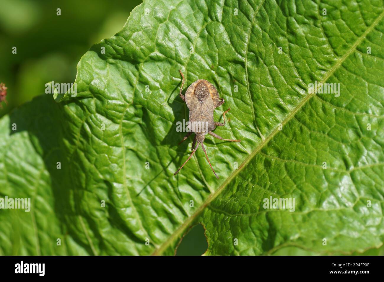 Dock bug (Coreus marginatus), family Coreidae on a leaf of bitter dock (Rumex obtusifolius), knotweed family (Polygonaceae). Spring, May. Dutch garden Stock Photo