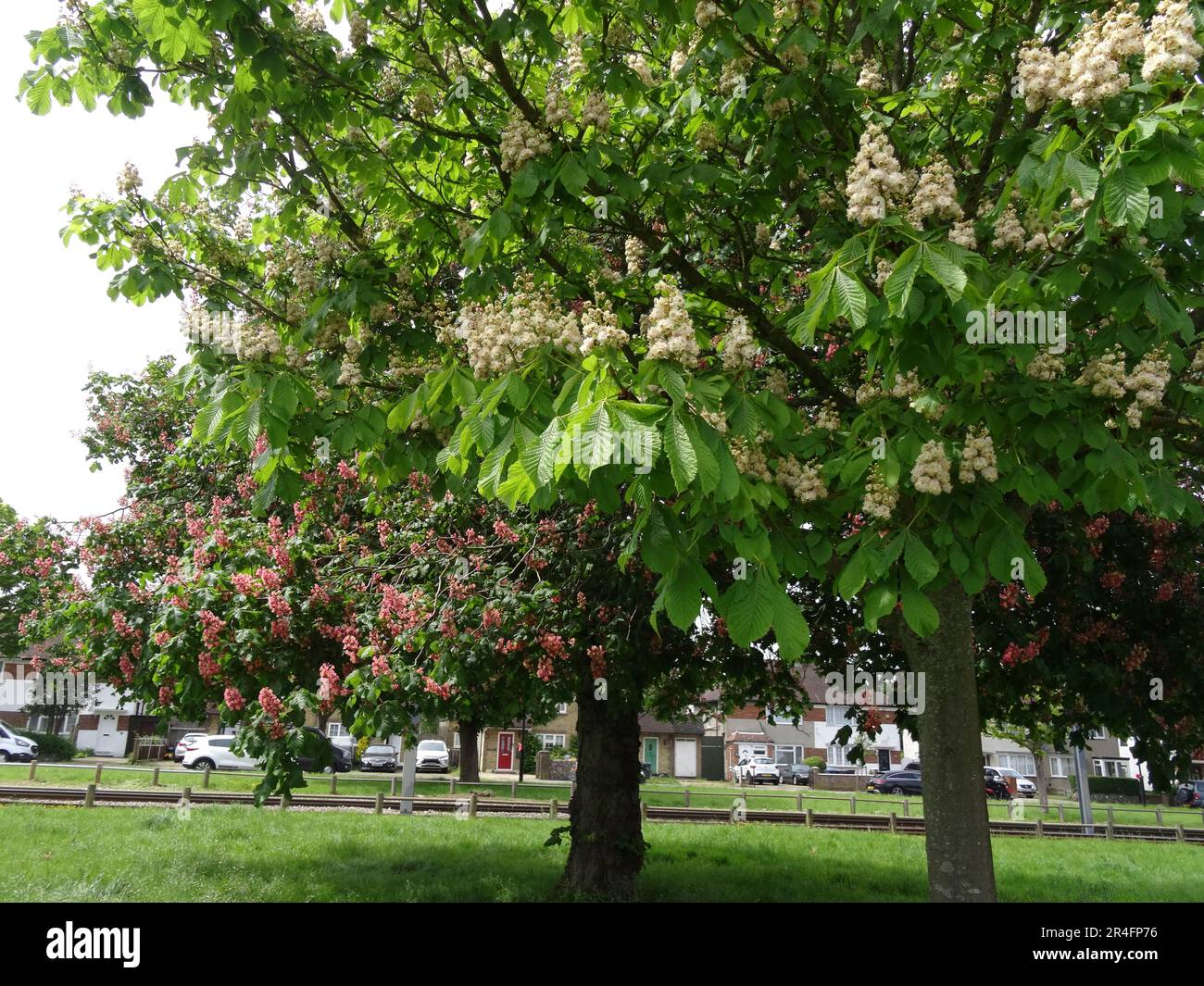 Chestnut Rind On Tree Stunning Horse Chestnut (Aesculus hippocastanum) tree flowering in late ...