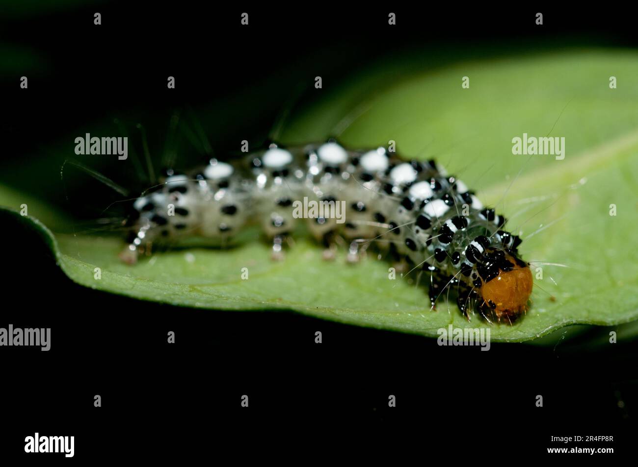 Caterpillar, Lepidoptera Order, with long hairs for protection, Klungkung, Bali, Indonesia Stock