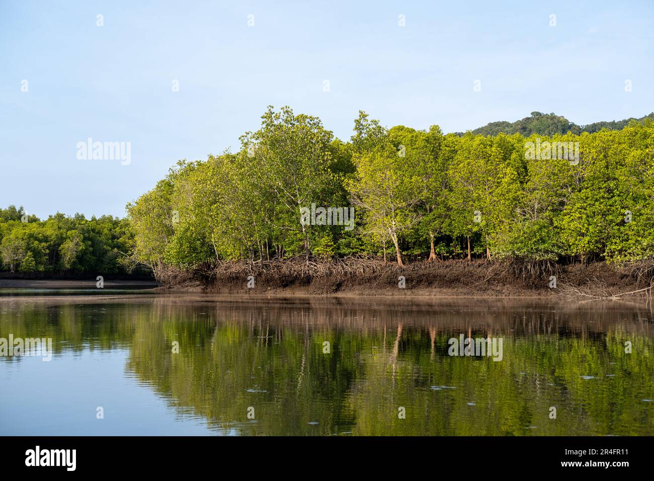 Mangrove forest, including trees and shrubs that grow in saline coastal habitats in the tropics and subtropics Stock Photo