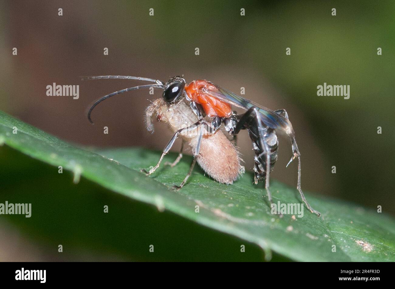 Female Spider Wasp, Pompilidae Family, with captured Jumping Spider, Salticidae Family, with legs amputated, Klungkung, Bali, Indonesia Stock Photo