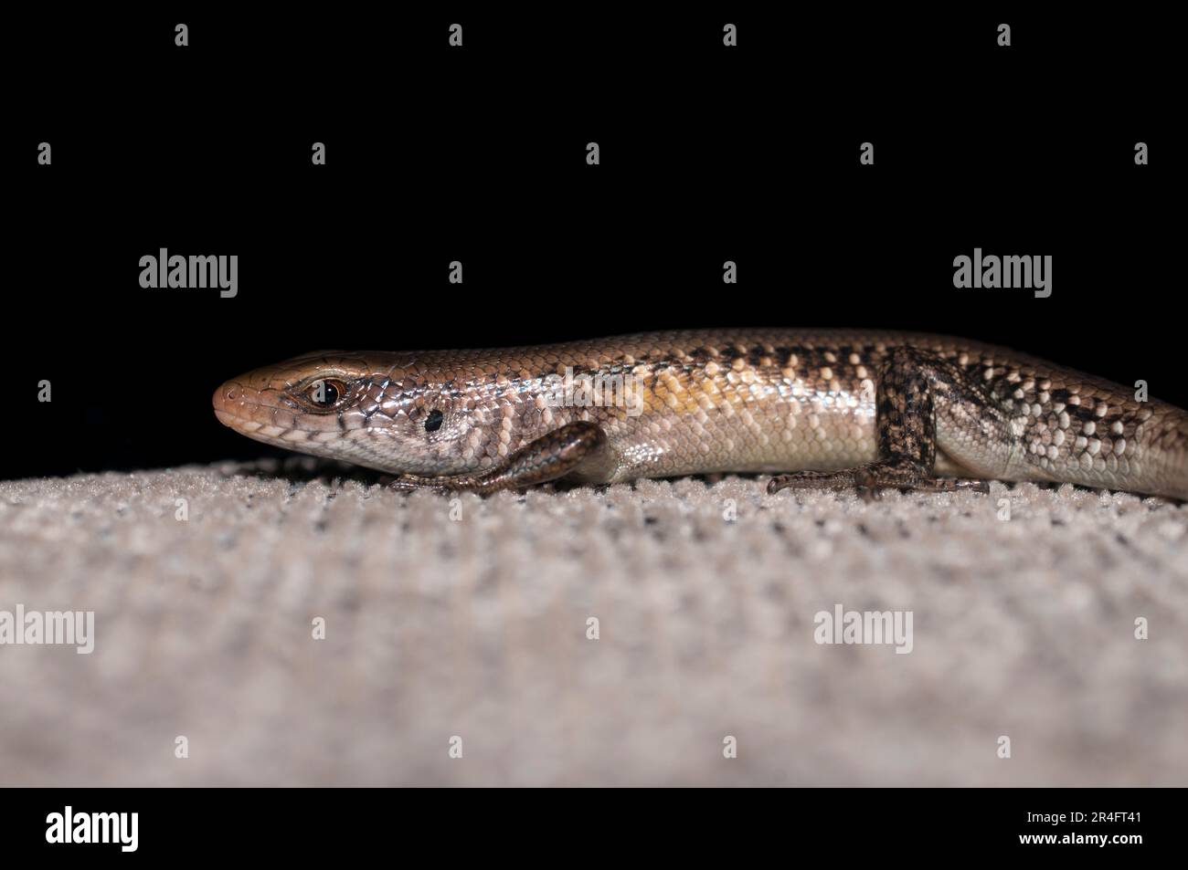 Common Sun Skink, Eutropis multifasciata, on cushion, Klungkung, Bali, Indonesia Stock Photo