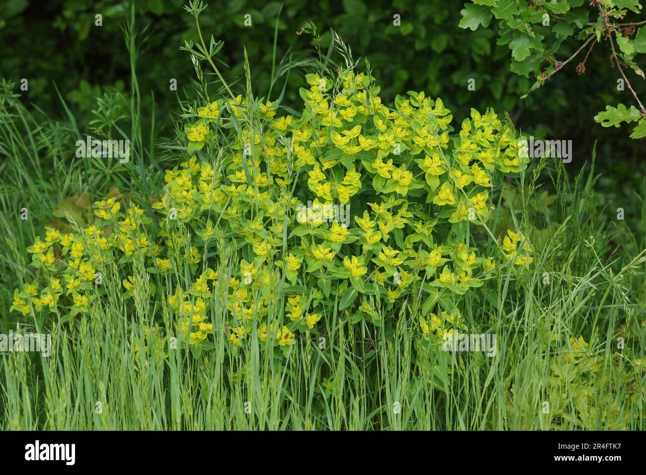 A flowering Caper Spurge, Euphorbia lathyris, growing in the wild. Stock Photo