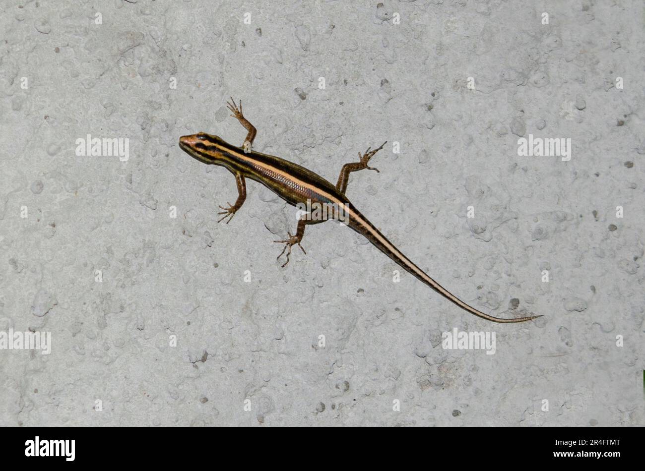 Many-lined Sun Skink, Eutropis multifasciata, on wall, Klungkung, Bali, Indonesia Stock Photo