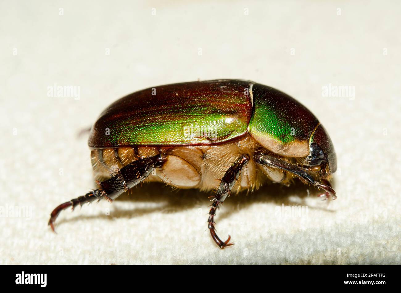 Shining Leaf Chafer, Anomala sp, Klungkung, Bali, Indonesia Stock Photo