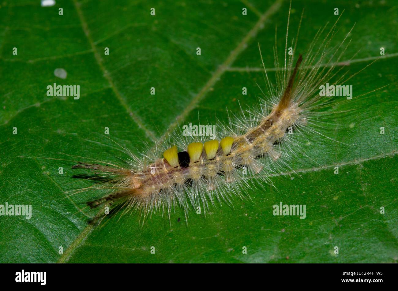 Tussock Moth Caterpillar, Lymantriidae Family, with long hairs for protection on leaf, Klungkung, Bali, Indonesia Stock Photo