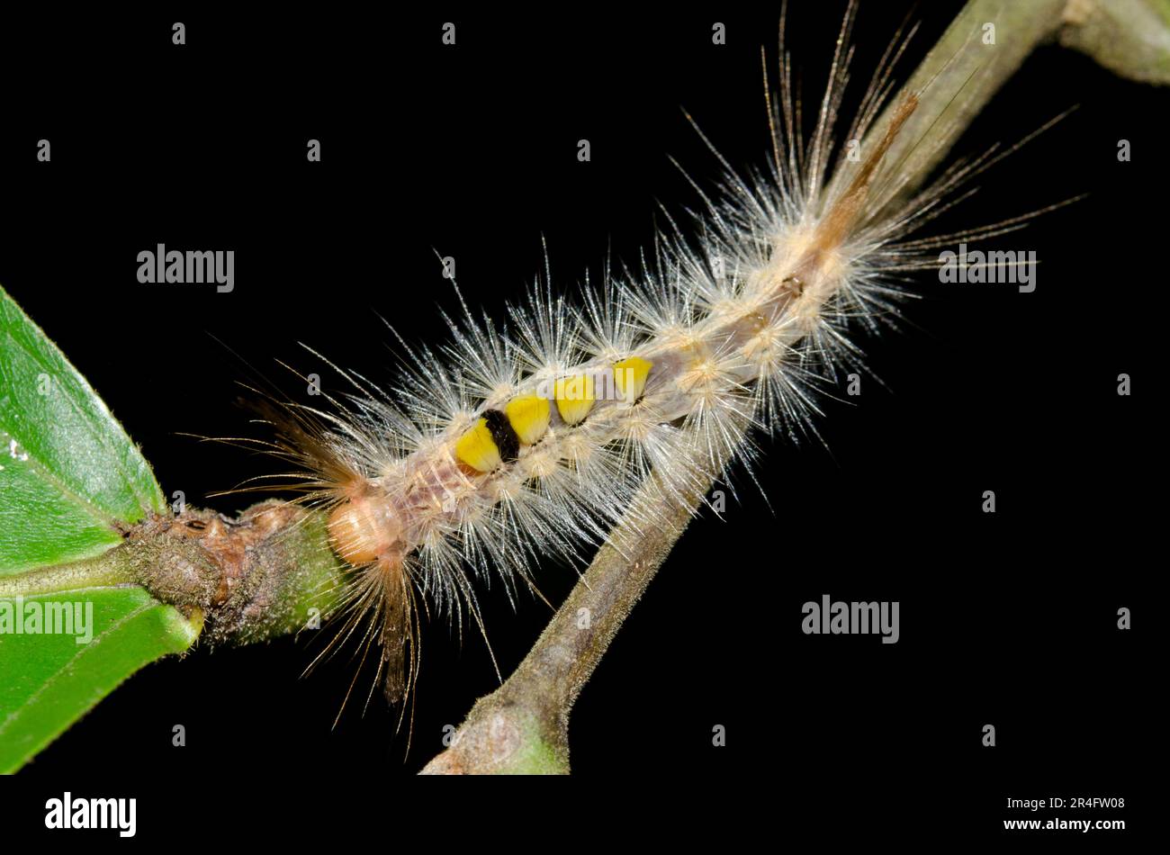 Tussock Moth Caterpillar, Lymantriidae Family, with long hairs for protection on stem, Klungkung, Bali, Indonesia Stock Photo