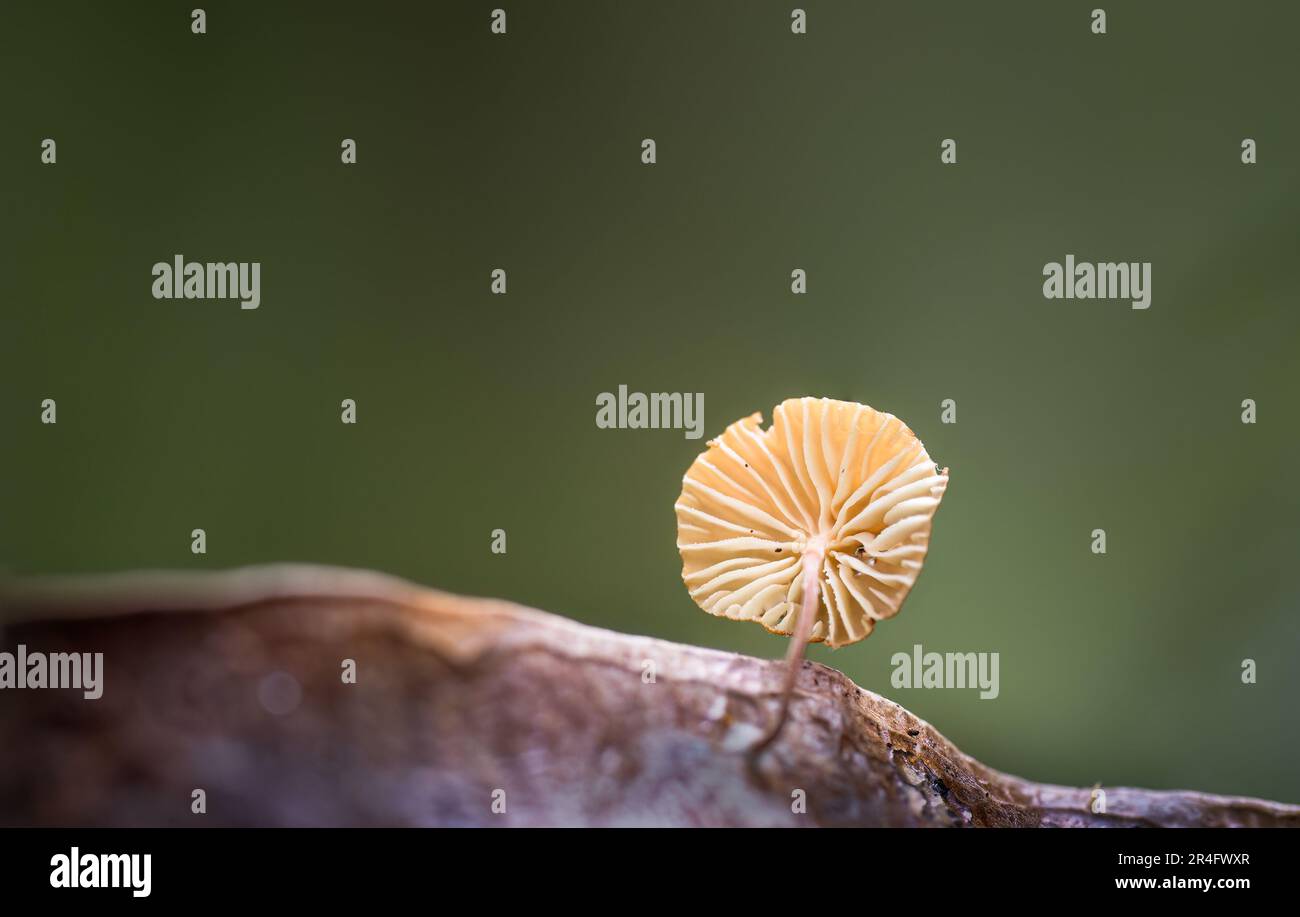 Gill of a tiny yellow fungus growing on a dried leaf in forest. Auckland. Stock Photo