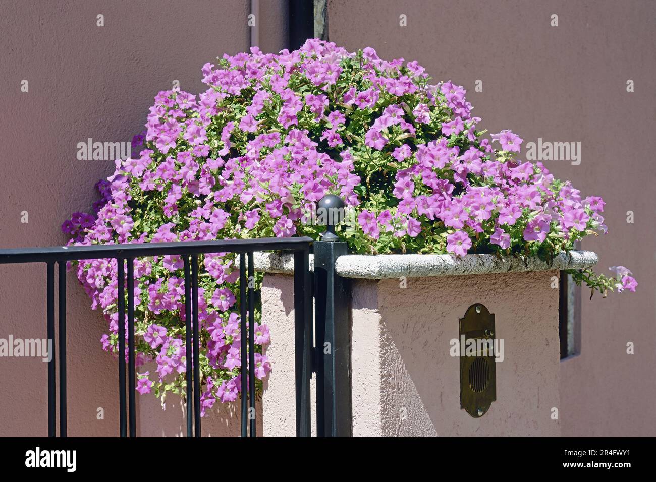 pink petunias plant in full bloom on the fence of a house Stock Photo