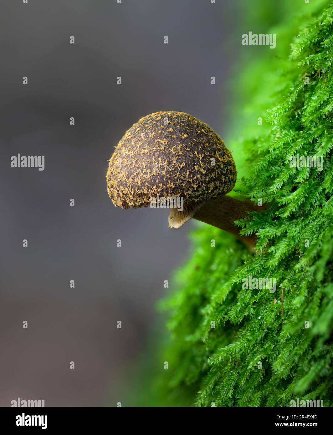 Descolea recedens, a small brown fungus growing among moss in forest. Auckland. Vertical format. Stock Photo