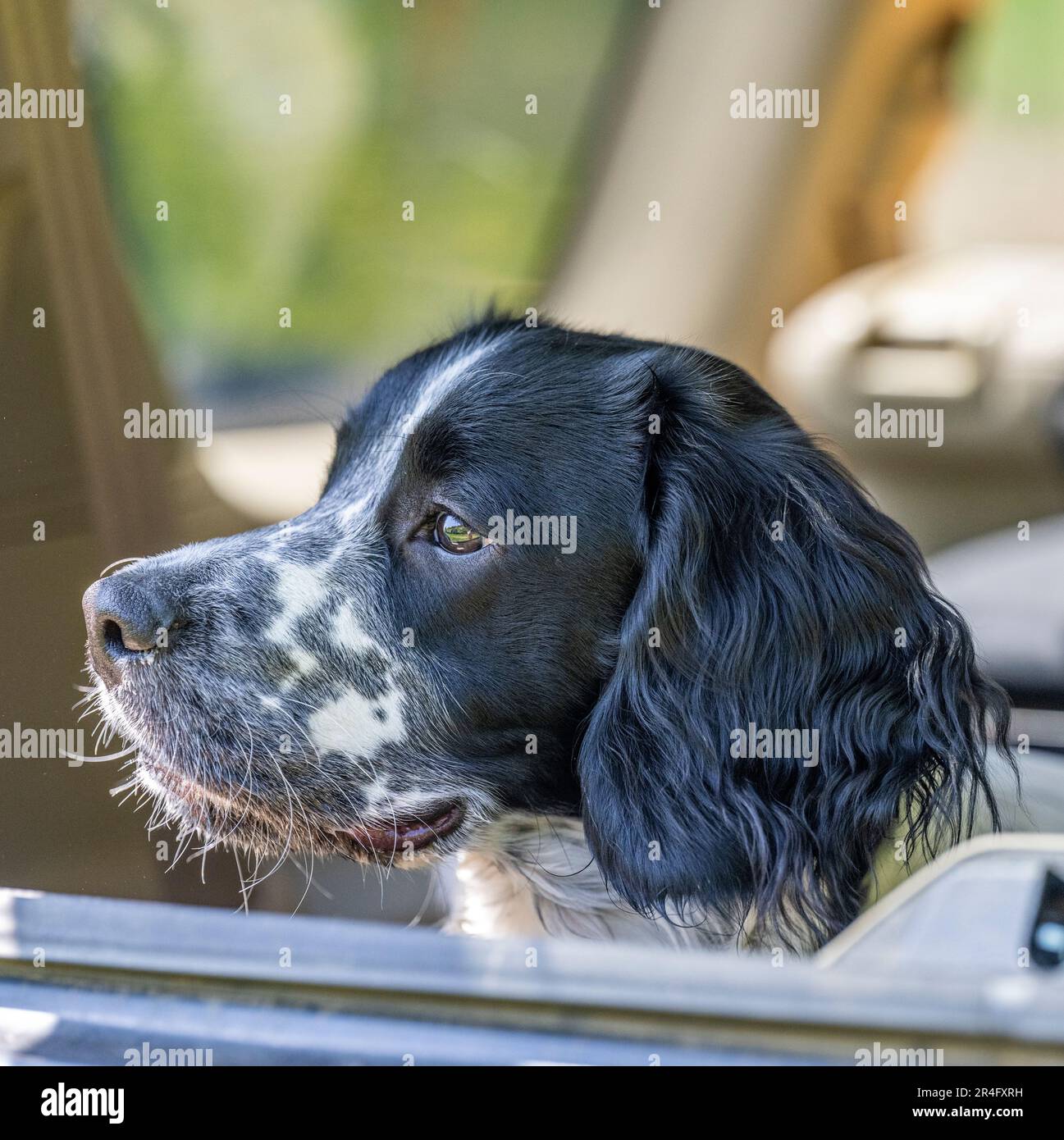 A six month old black and white male English Springer Spaniel on a summers day in the cack of a 4x4 truck Stock Photo