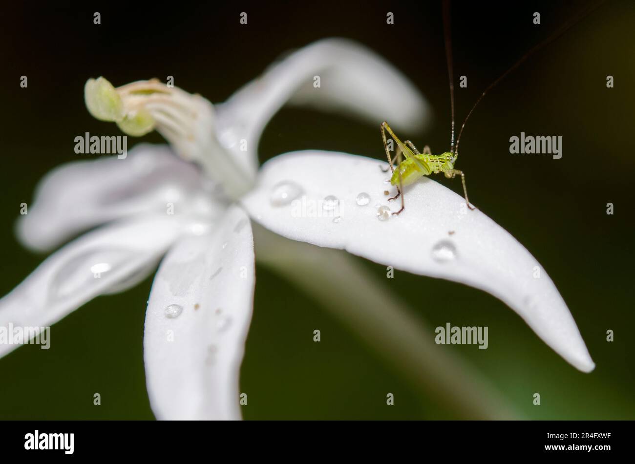 Katydid, Tettigoniidae Family, on flower with water drops, Klungkung, Bali, Indonesia Stock Photo