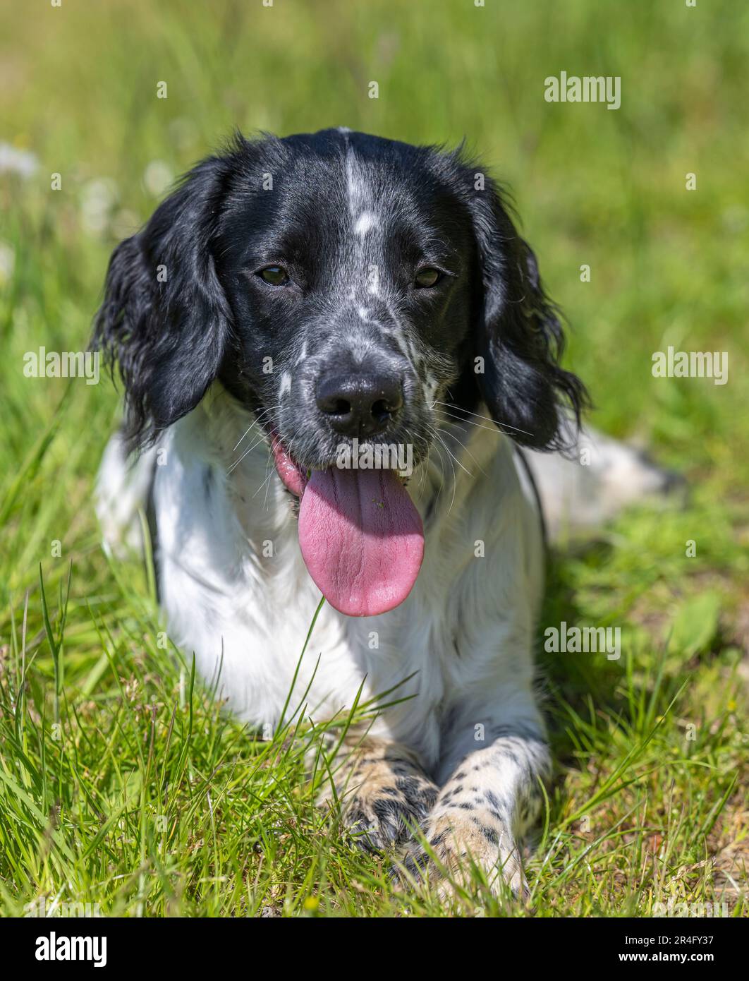 A six month old black and white male English Springer Spaniel on a summers day in a grass field