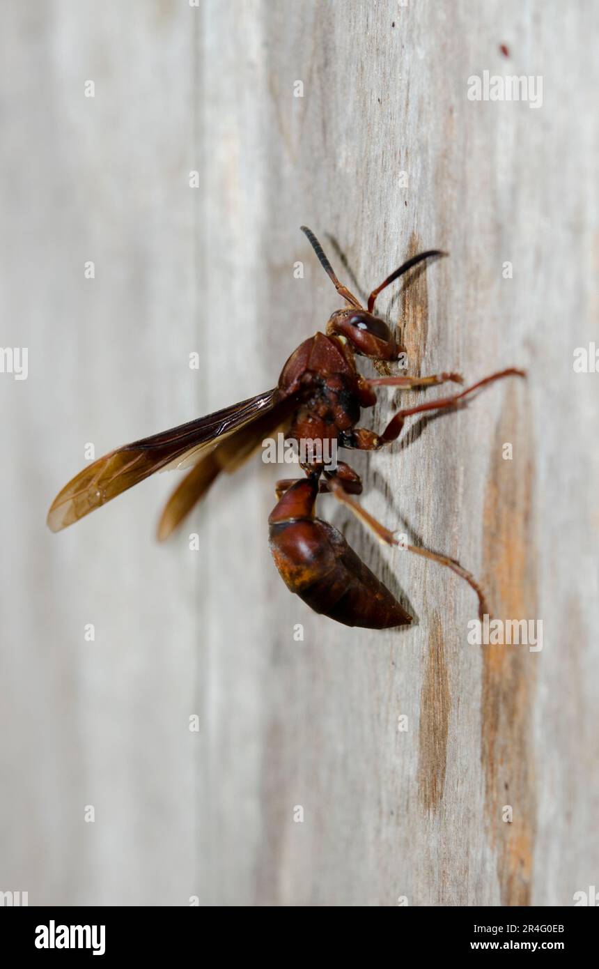 Paper Wasp, Polistes tenebricosus, gathering pulp for nesting, Klungkung, Bali, Indonesia Stock Photo