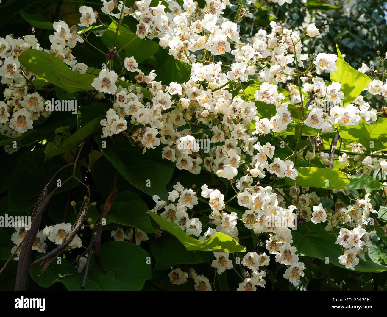 Closeup of white flowers of catalpa tree Stock Photo