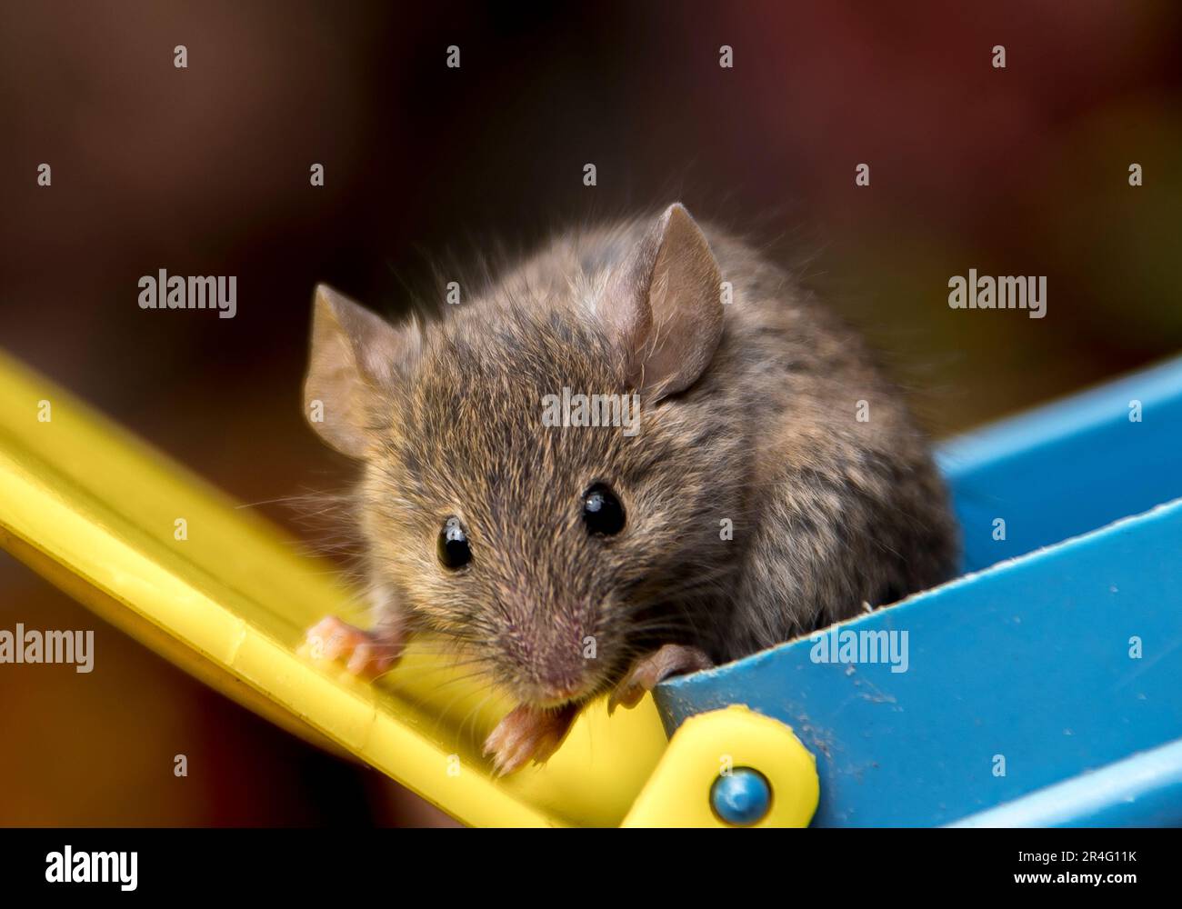 Face of House Mouse, Mus musculus, sniffing the air in garden in Queensland, Australia, being released from humane yellow and blue plastic trap. Stock Photo