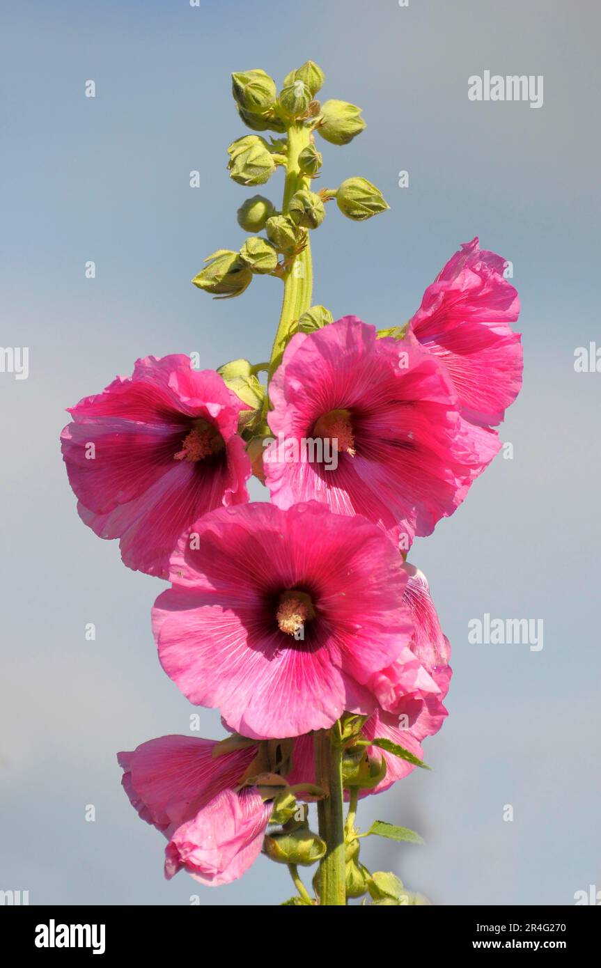 Hollyhock flowering in the garden, hollyhock, hollyhock common hollyhock (Alcea rosea Stock