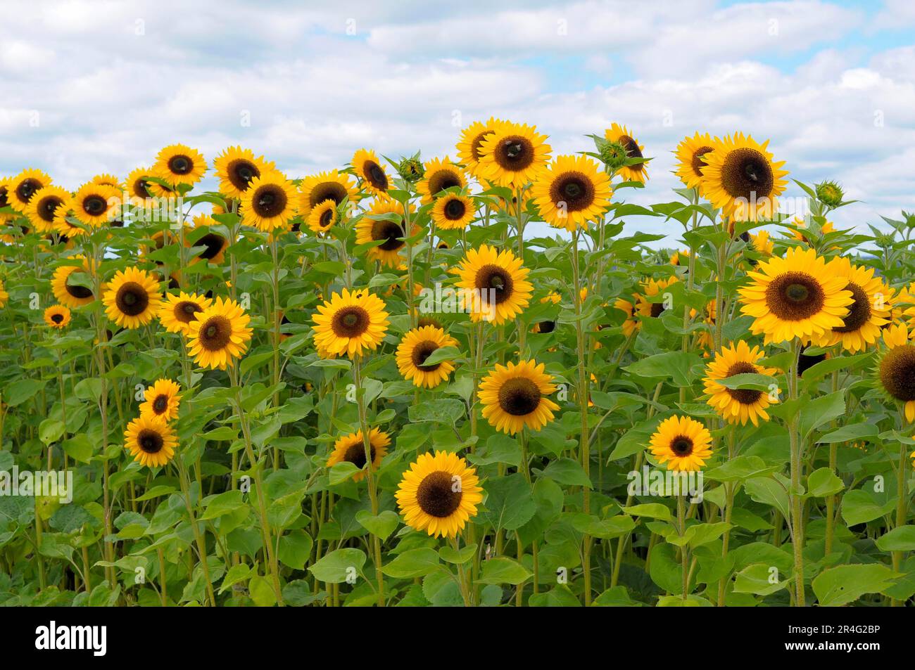 Sunflower (Helianthus annuus) field Sunflower Stock Photo - Alamy