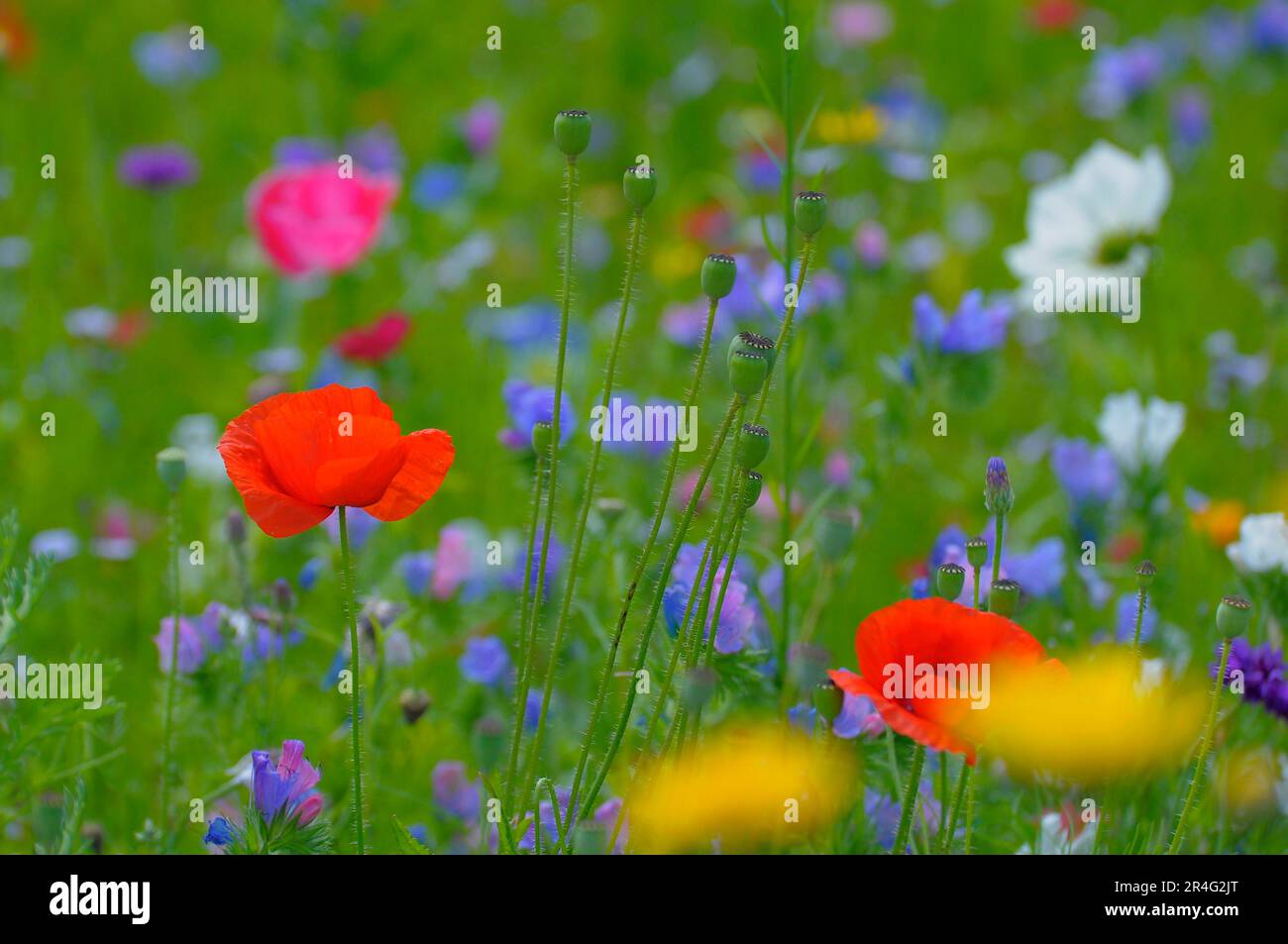 Corn Field Poppy Mix Seeds – 2001+ Seeds, Fast Easy Annual Wildflower For Garden