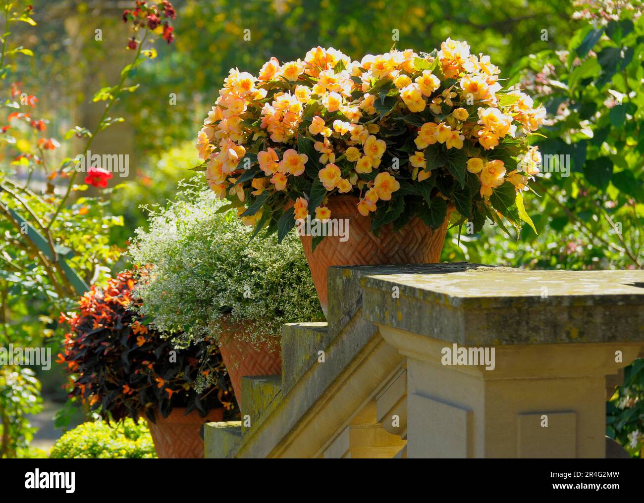 Bluehendes Barock Ludwigsburg, Begonias flowering in pot Stock Photo