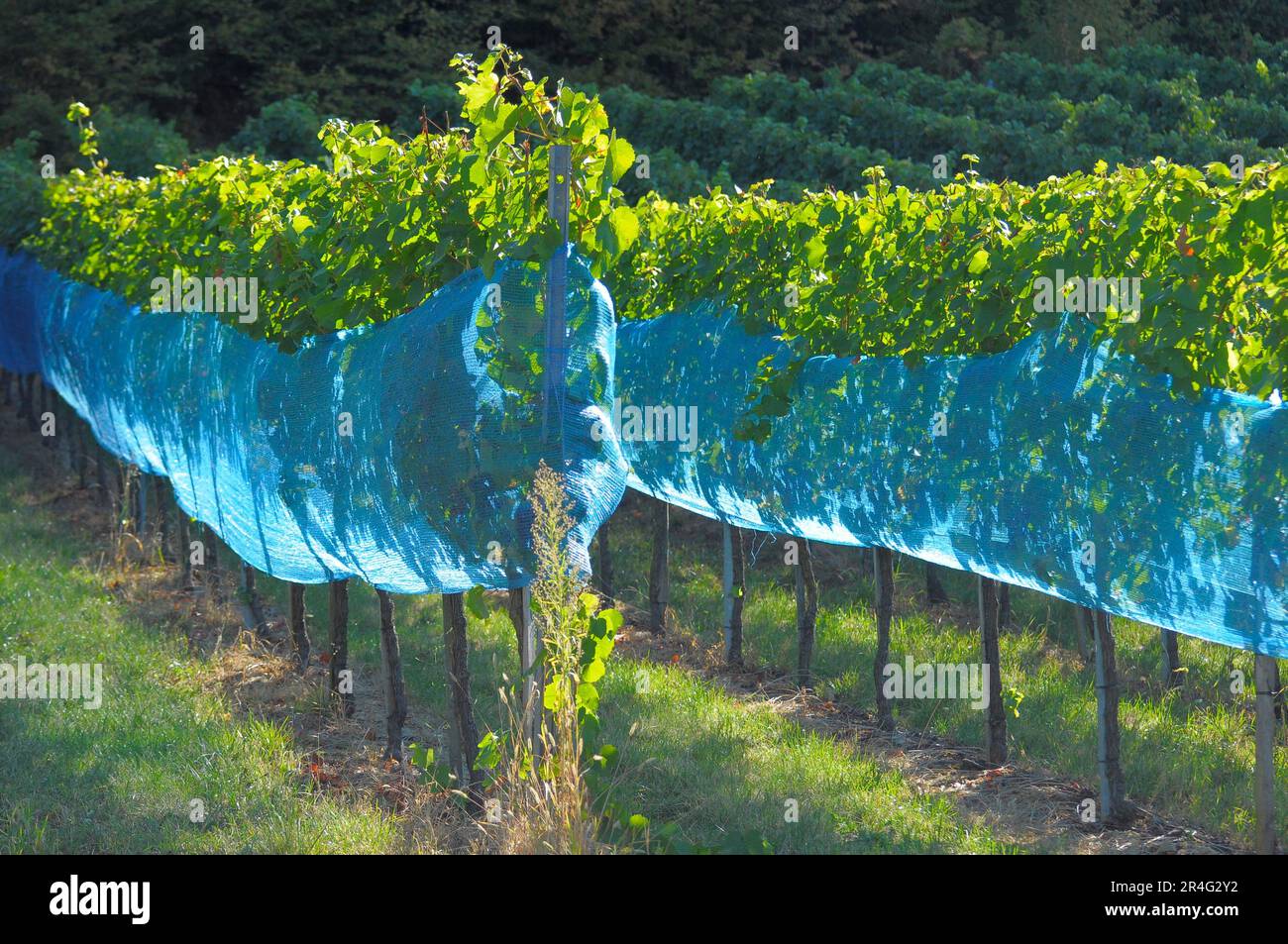 Safety protection net hires stock photography and images Alamy