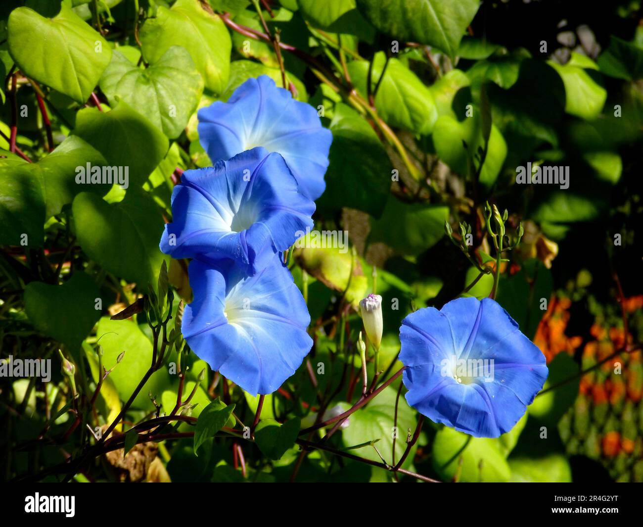 Blue morning glory flowering in the garden, Ipomoea violacea Stock Photo