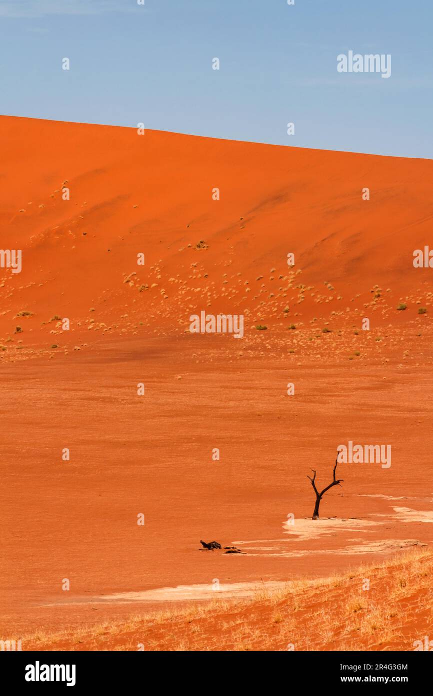 Sossusvlei sand dunes in Namib-Naukluft National Park with dead acacia ...