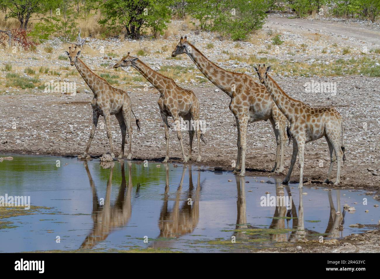 Giraffe (Giraffa) in Etosha National Park Stock Photo