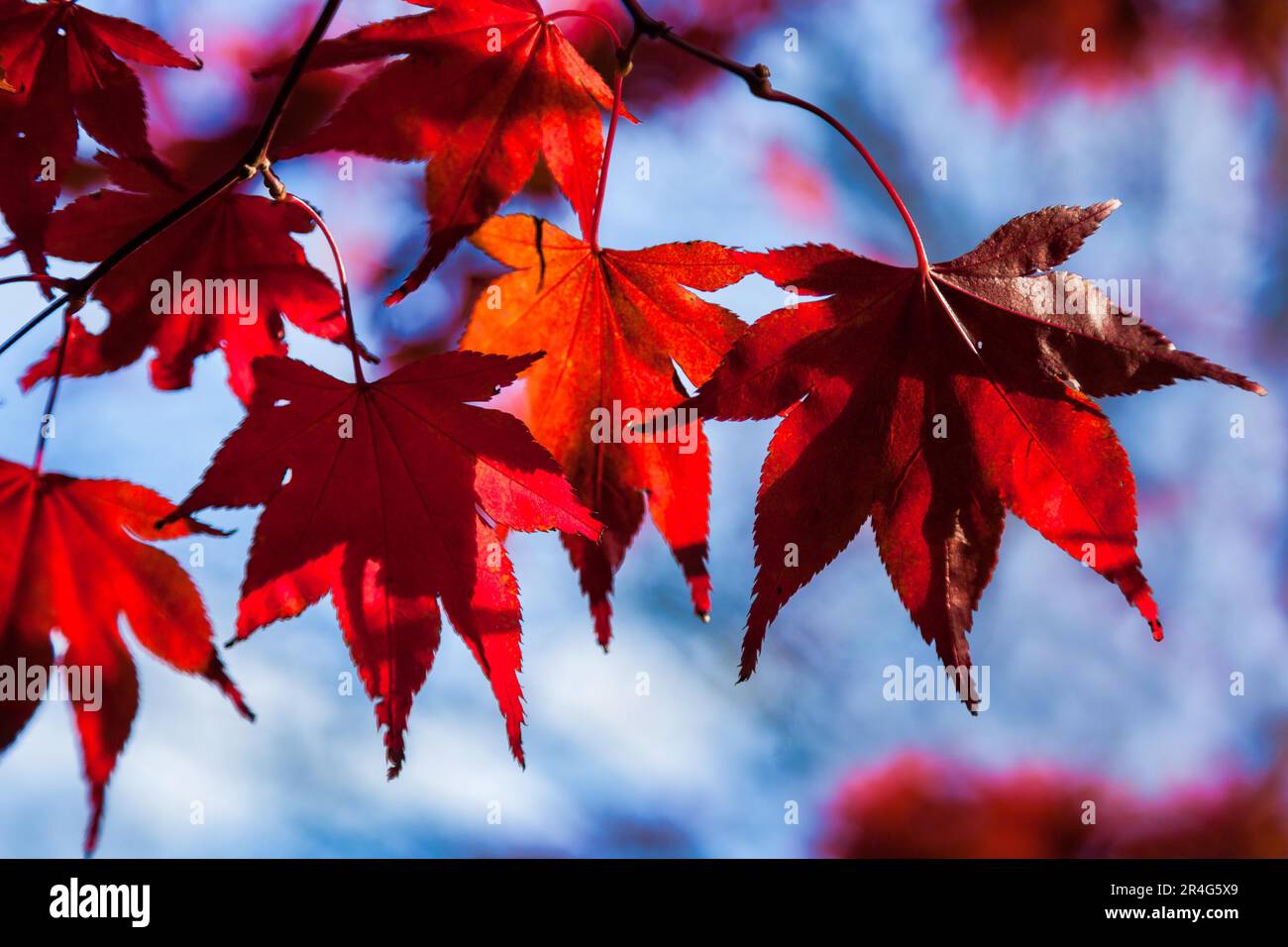 Bright red acer hi-res stock photography and images - Alamy