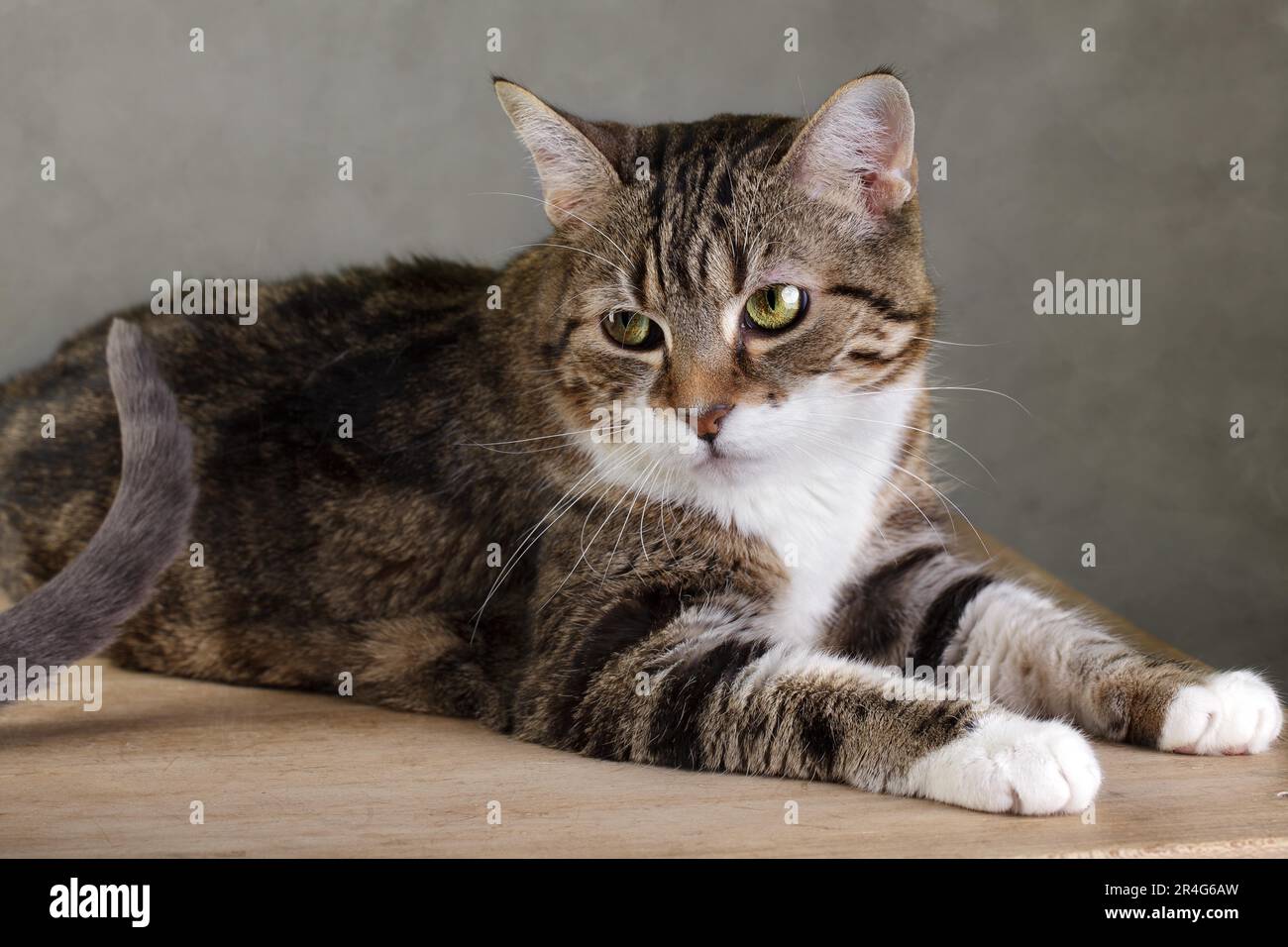 Studio Portrait of a Tricolour Domestic Cat Stock Photo - Alamy