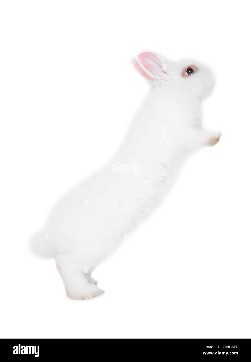 Fluffy rabbit on white background. Cute pet Stock Photo - Alamy
