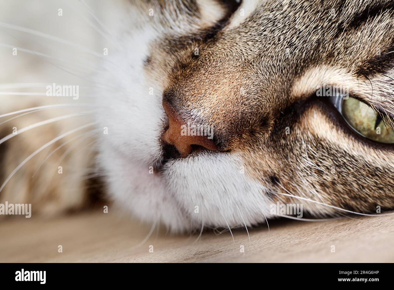 Studio Portrait of a Tricolour Domestic Cat Stock Photo - Alamy