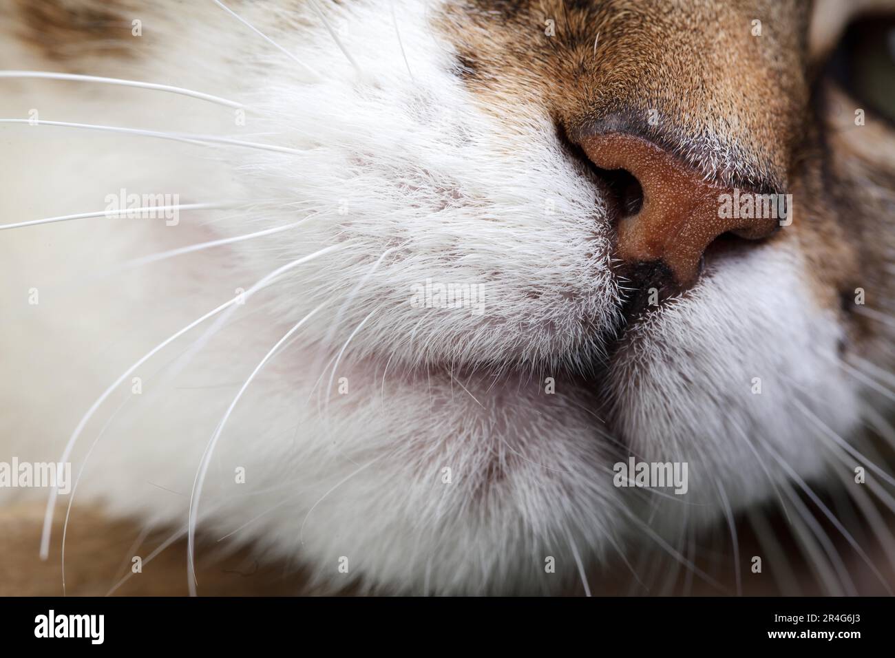 Studio Portrait of a Tricolour Domestic Cat Stock Photo - Alamy