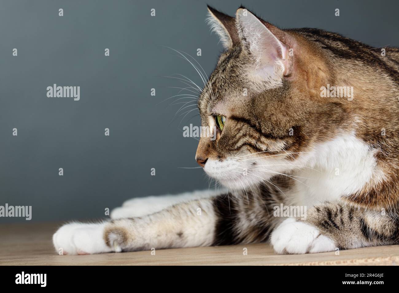 Studio Portrait of a Tricolour Domestic Cat Stock Photo - Alamy
