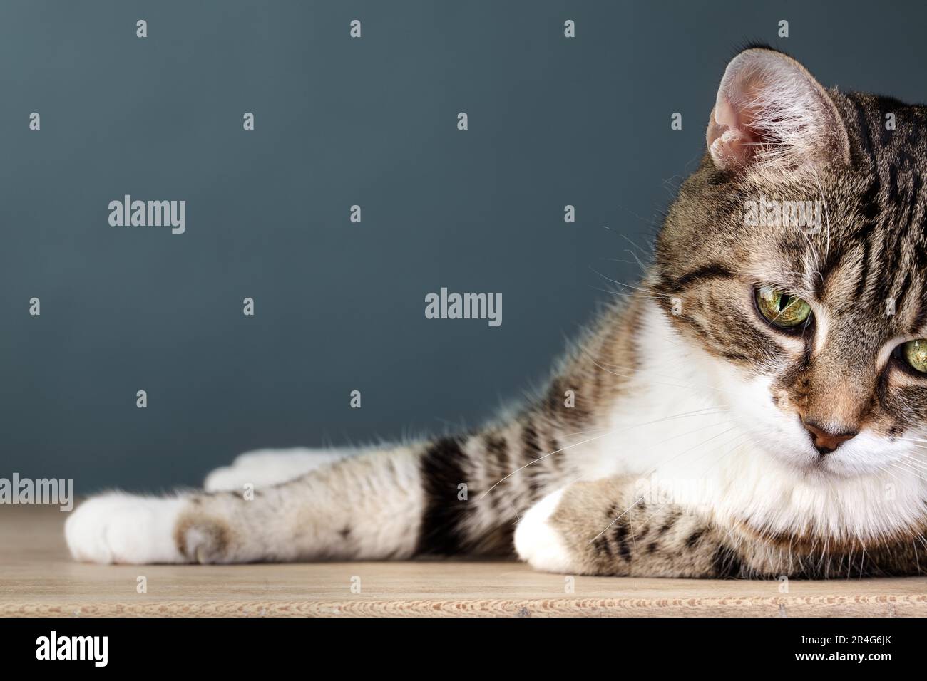 Studio Portrait of a Tricolour Domestic Cat Stock Photo - Alamy