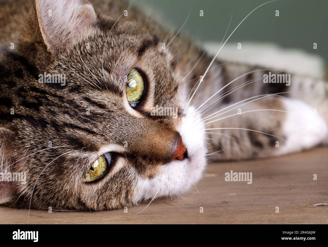 Studio Portrait of a Tricolour Domestic Cat Stock Photo - Alamy